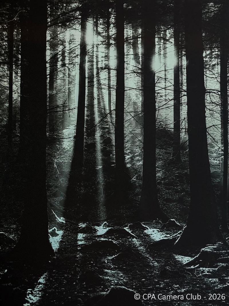 Light Through the Dark, Tollymore by Vittorio Silvestri