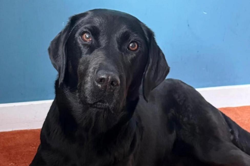 A black labrador sits in a room with blue walls and an orangey red carpet