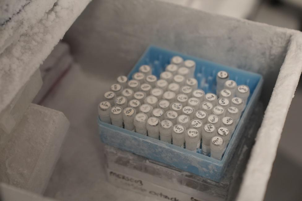 The image shows a frosted storage container, part of a laboratory freezer, with a blue rack holding dozens of small sample tubes. The tubes are arranged in neat rows and columns, and each cap has handwritten labels or identification numbers on it. A layer of frost covers the rack, tubes, and interior surfaces, indicating that the samples are being stored at very low temperatures. The foreground is in sharp focus around the sample rack, while the surrounding freezer compartment and other contents are softly blurred.
