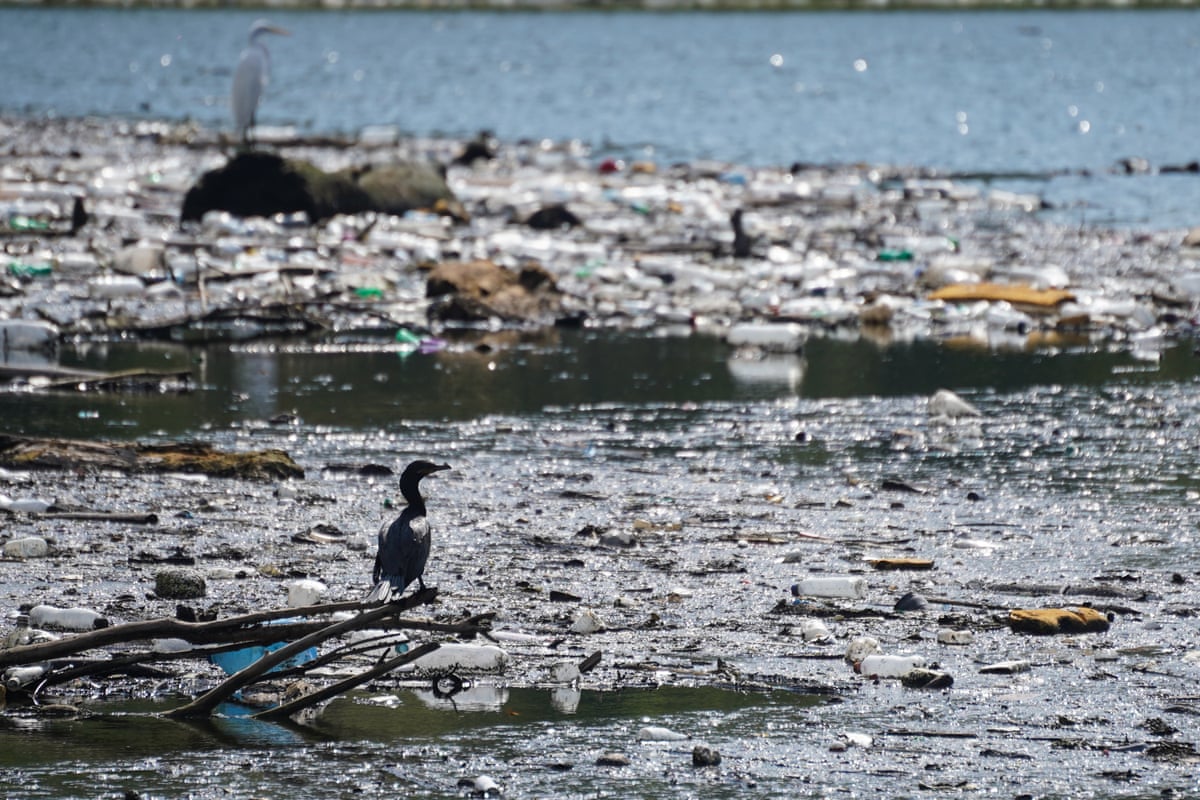 A cormorant-type bird perched on a branch floating amid a raft of rubbish with an egret-type bird amid the rubbish in the background