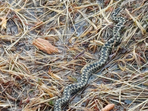 A black and cream coloured snake in a wet bog
