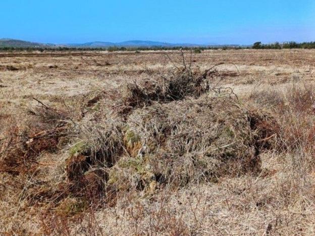 A dry area of grass and plants
