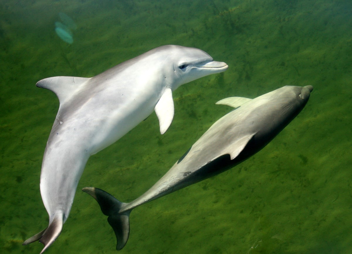 Many of the dolphins found in Gulf St Vincent, which was impacted by South Australia’s algal bloom, were severely emaciated, scientists say