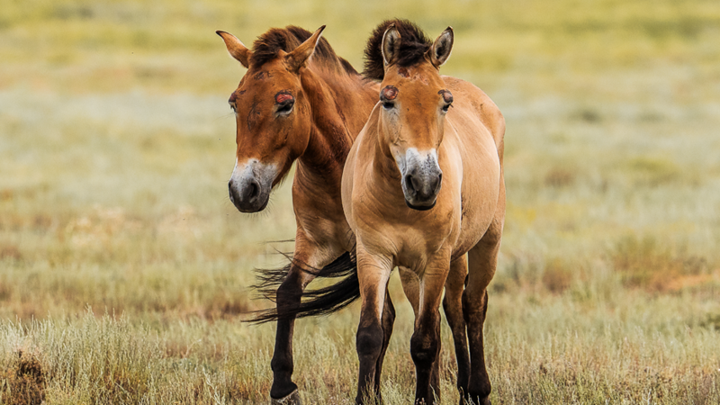 Shara and Togs, two female Przewalski's horses, in the wild