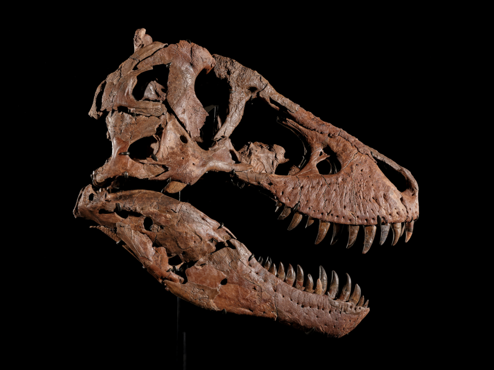 A T. rex skull brown in colour against a black backdrop. The mouth is slightly ajar. 
