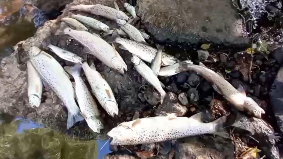 A pile of small silver-coloured fish lying on rocks in a stream bed.