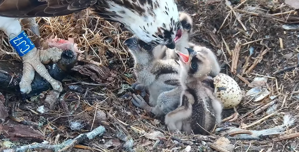 An osprey with a blue tag on its leg feeds three chicks with their beaks open from a fish it is holding in its talons. A cracked egg pokes out from behind the group.