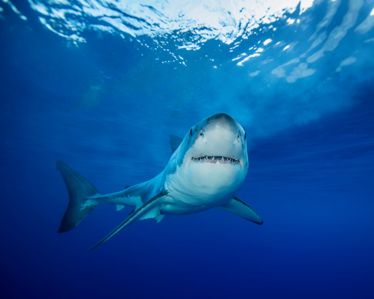A great white shark.