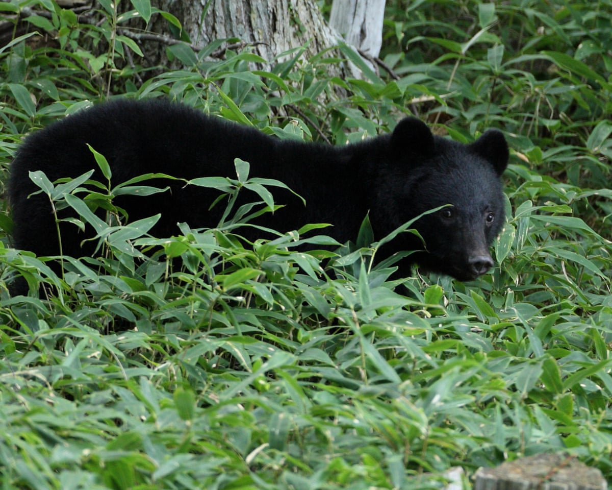 A black bear in Iwate prefecture, northern Japan