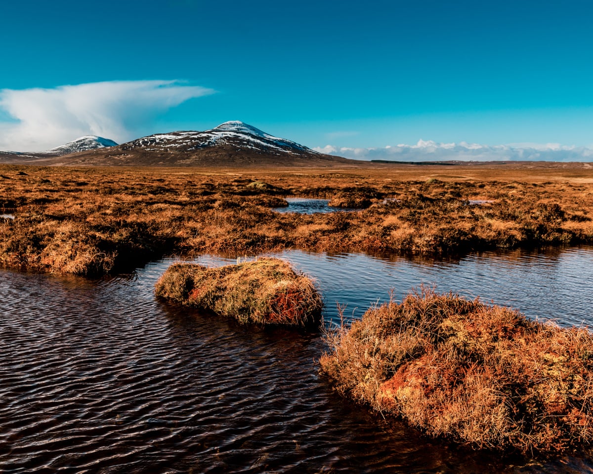 Patches of peatland bog sitting in water, with a snow-capped hill in the distance