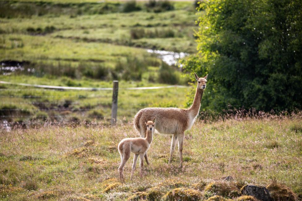 Baby vicuna or cria standing in a field full of grass and wild plants, alongside one of the herd. They are looking at the camera.