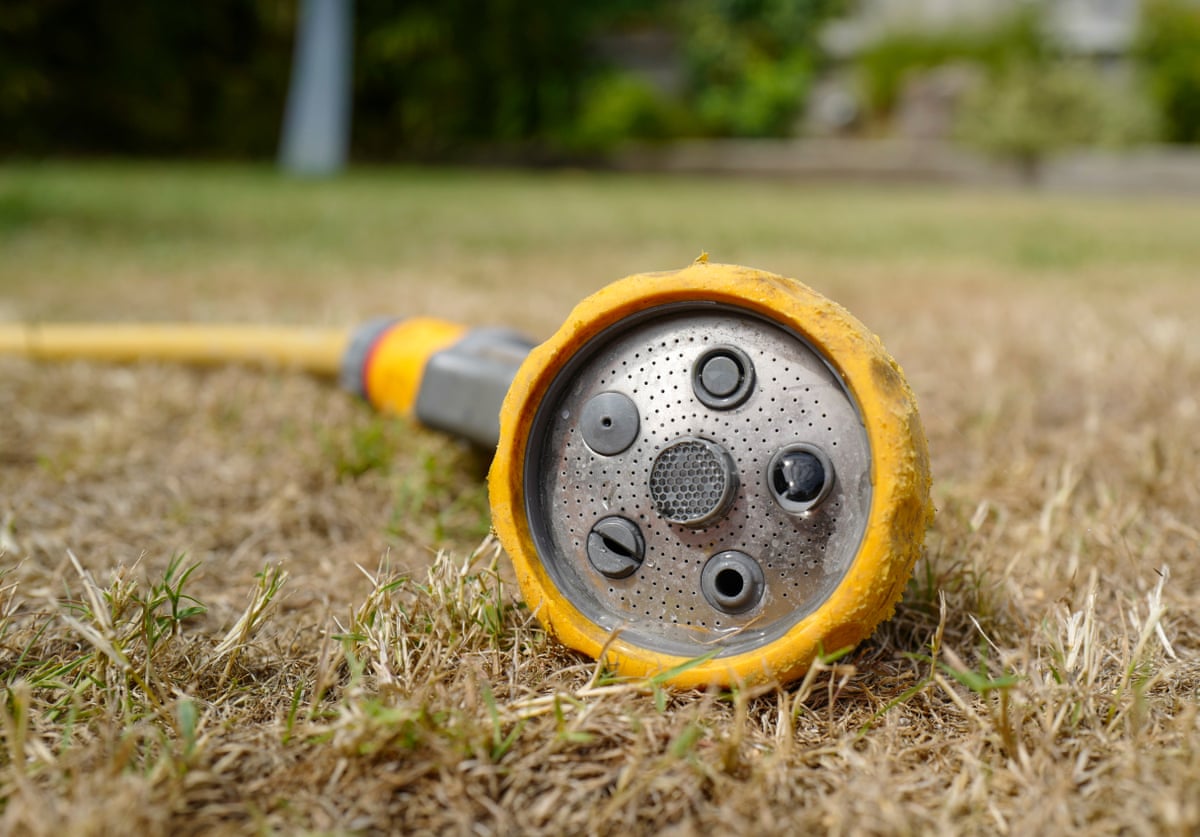 A hosepipe head laying on a dry, yellow lawn