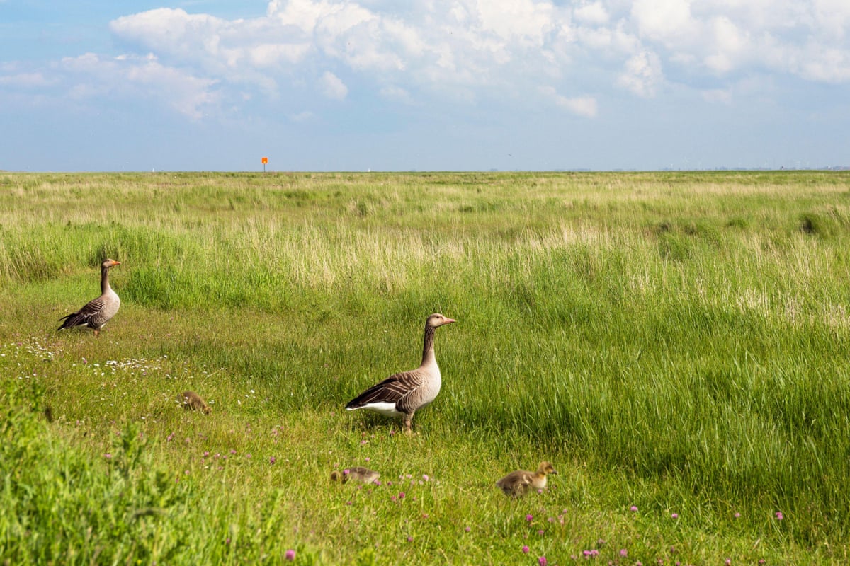 Greylag geese with chicks on Langeoog.