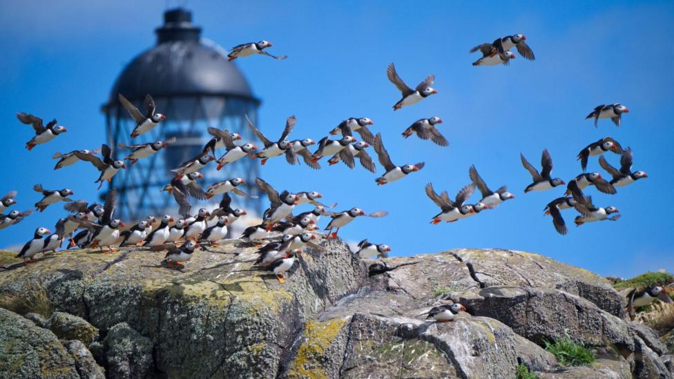 Puffins taking flight above rocky cliffs near a lighthouse.