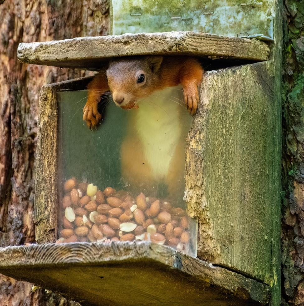 Red squirrel peeking from a wooden nut feeder.