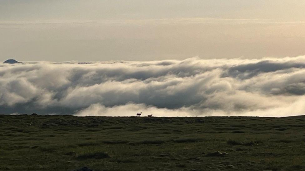 Hilltop landscape overlooking rolling clouds below, Two deer silhouetted on a ridge above a sea of cloud.