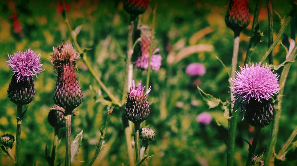 Close-up of purple thistle flowers in bloom.