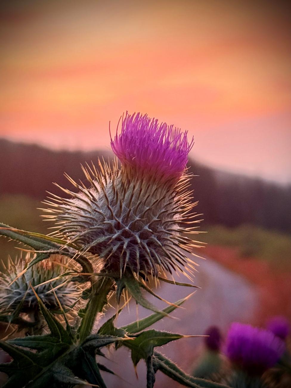 A thistle in bloom taken against an orange sky
