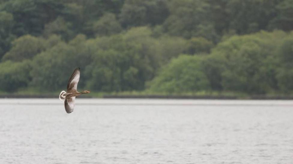 Goose flying low over a calm loch with woodland beyond.