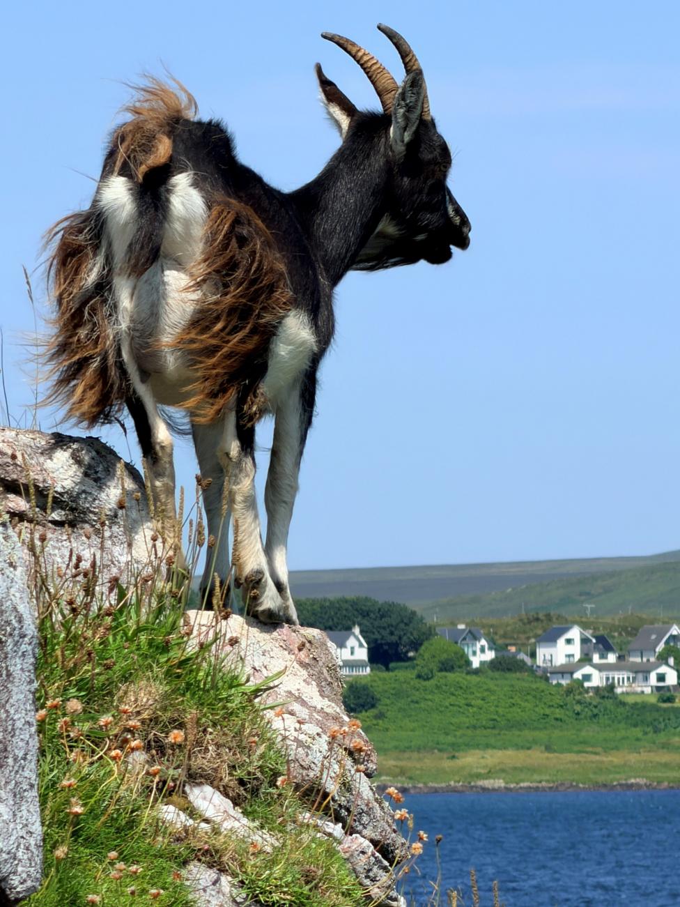 A goat standing on a rocky outcrop overlooking the coast.