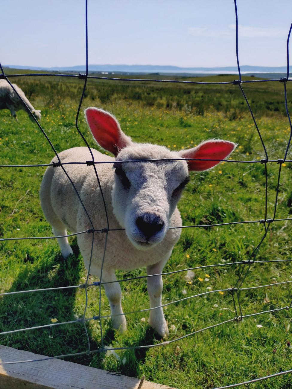 A young sheep looking through farm fencing on a sunny day.