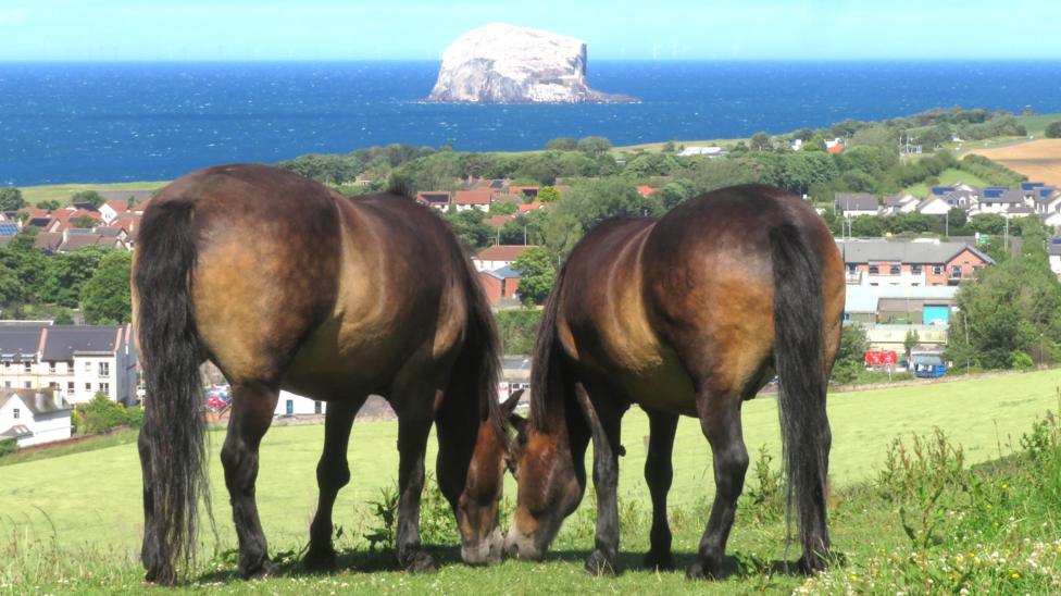 Two ponies grazing on a hillside overlooking the coast.