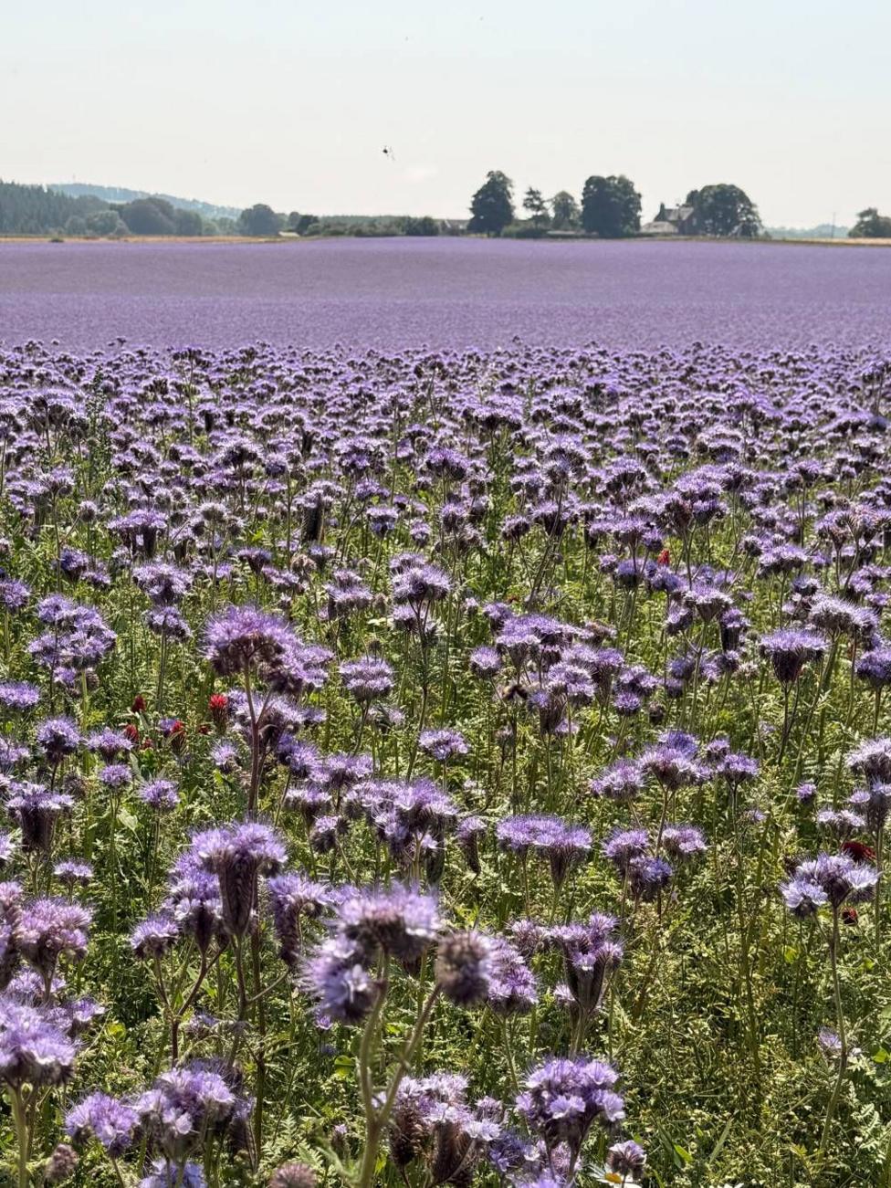 Vast field of purple wildflowers stretching across the countryside.