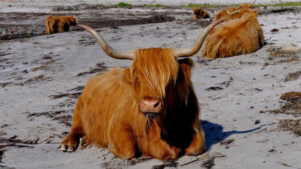 Highland cattle resting on a sandy beach.