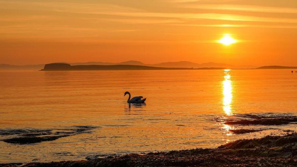 A swan gliding across calm water beneath a golden sunset.
