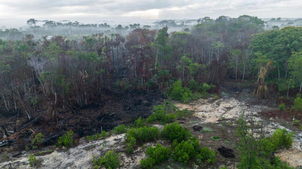 An aerial view of land affected by forest fires, with black burnt down trees on the floor beside lush green bushes in Breves, in the Amazon region of the Marajó Archipelago, in Brazil's state of Pará