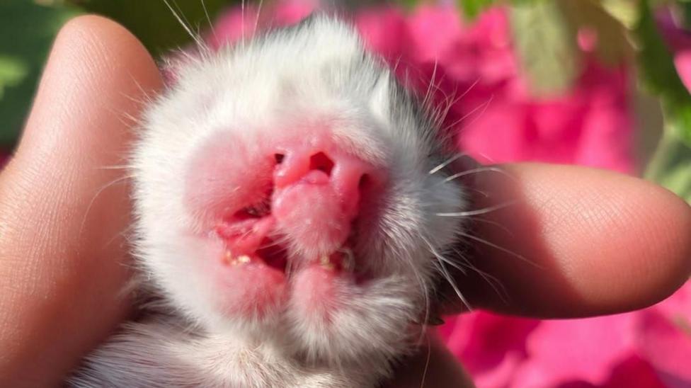 A kitten with two mouths and two noses