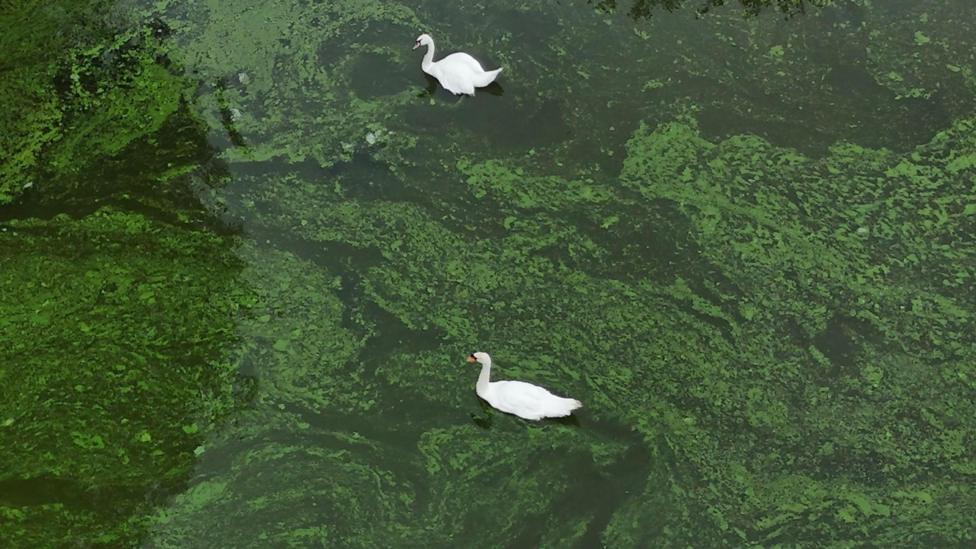 Swans swim across a lake covered in blue-green algae. 
