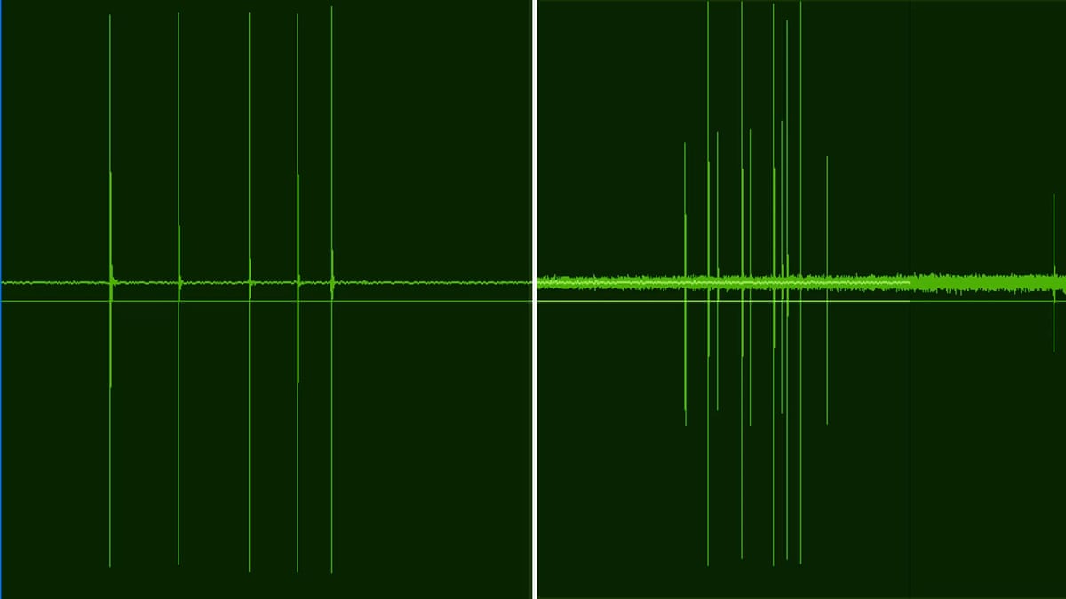 Audio recordings of sperm whales communicating