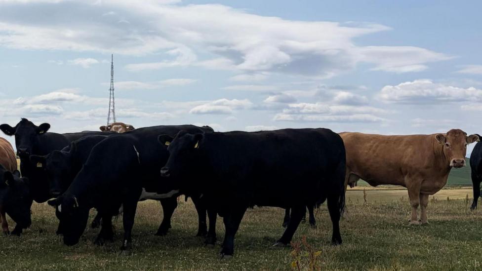 Black and brown cows in a field