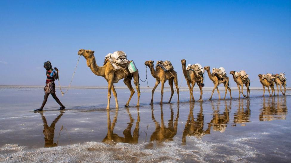 A man in stripped top and sarong leading a caravan of camels carrying salt blocks through the Danakil Depression in Ethiopia's Afar region