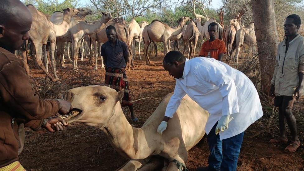 Vet Hassan Nuya Guyo treats a camel in northern Kenya bordering Ethiopia