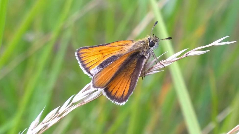 A close-up of a butterfly with orange and brown wings. It is sitting on a blade of grass against a green backdrop.