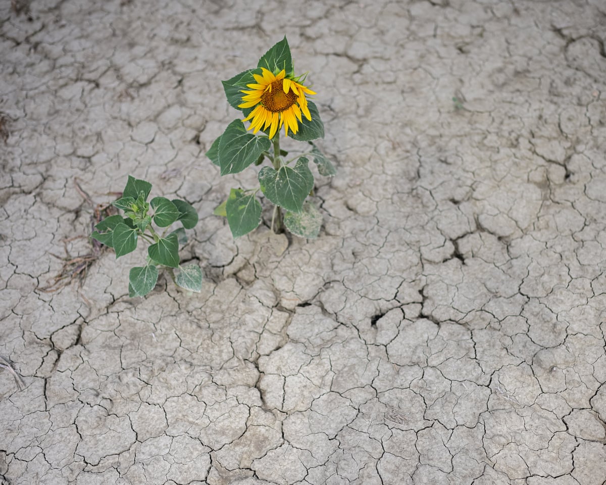 Barren, salt-damaged soil in a sunflower field in Scardovari, north-east Italy. Low water levels and prolonged hot, dry conditions in the Po delta are threatening irrigation supplies and crops.