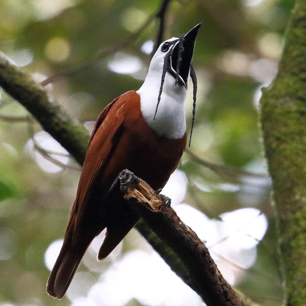A songbird in a tropical forest perches in a tree with its peak open wide in song. It is a three-wattled bellbird, with a russet-orange coloured body, a bright white head, black eyes and black wattles - appendages dangling from its head. 