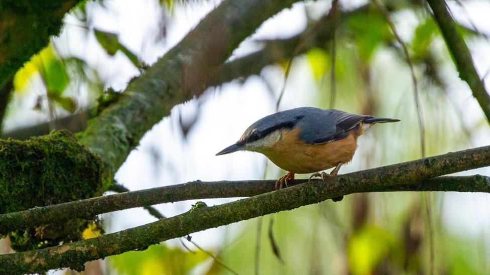 A small, agile-looking songbird - with blue-grey wings and back, a peachy-orange chest and belly and a black flash across its eye - perches in a leafy tree. It is looking from right to left and appears to be about to take off. This is a Eurasian nuthatch.