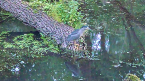 A still from a wildlife video showing a night heron sitting on a fallen tree in a river. There is green vegetation on the surface of the water, which is a dark green