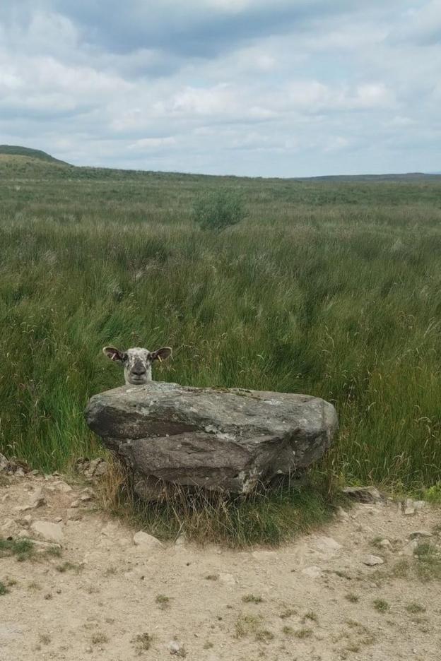 A sheep sticks its head out from behind a rock. There is sand in the foreground and grassland in the background.