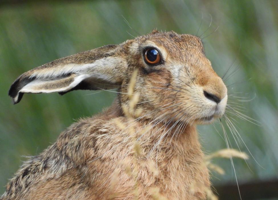 A close up of a hare, looking off to the right