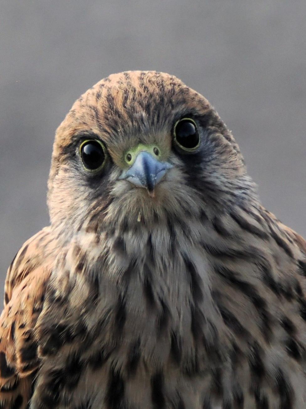 A close up of a kestrel looking straight at the camera