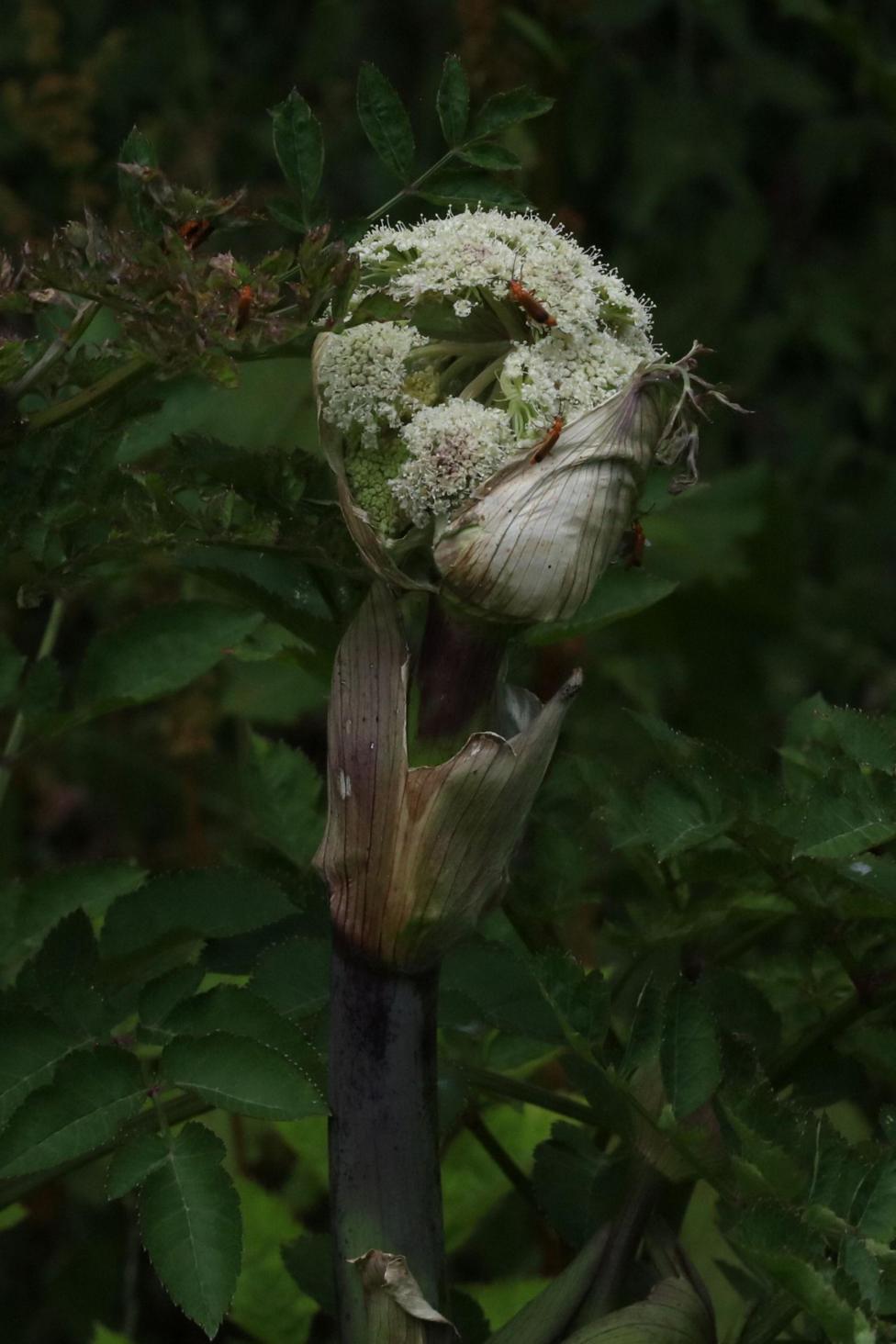 A plant whose clustered leaves resemble a human face, with green leaves in the background