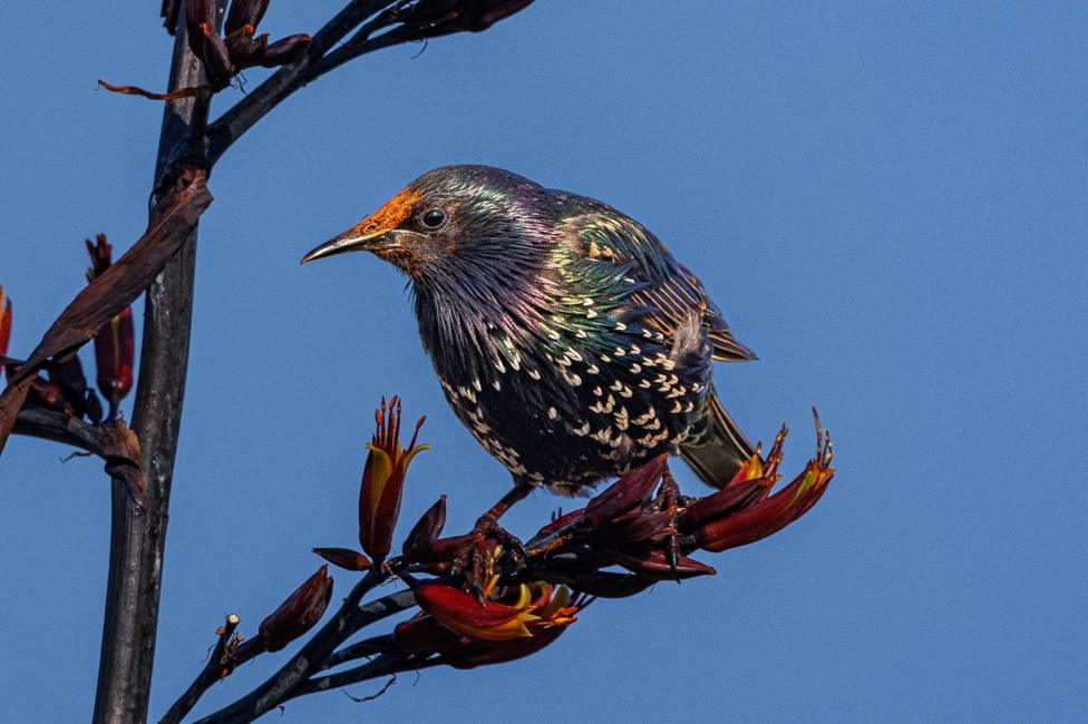 A starling sits on a branch with small red flowers
