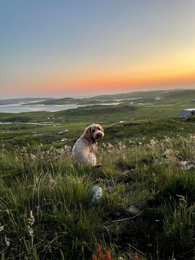 A dog turns around to look at the camera sitting in grassland with the sea in the distance