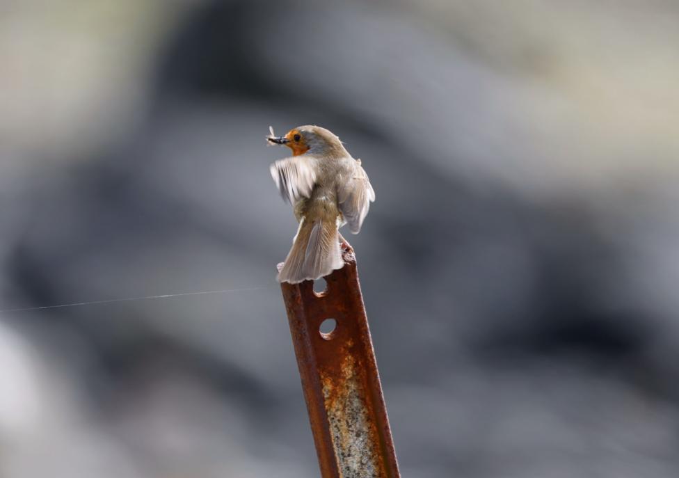 A robin with a feather in its beak sits on a piece rusted metal