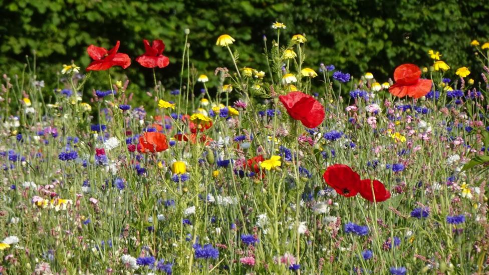 A field of wild flowers, a variety of colours including bright yellows and reds