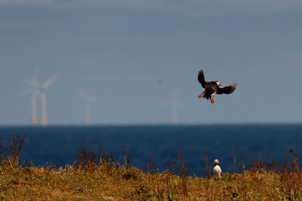 A puffin prepares to land on a grassy area, watched on by another puffin. The sea and wind turbines are in the background.